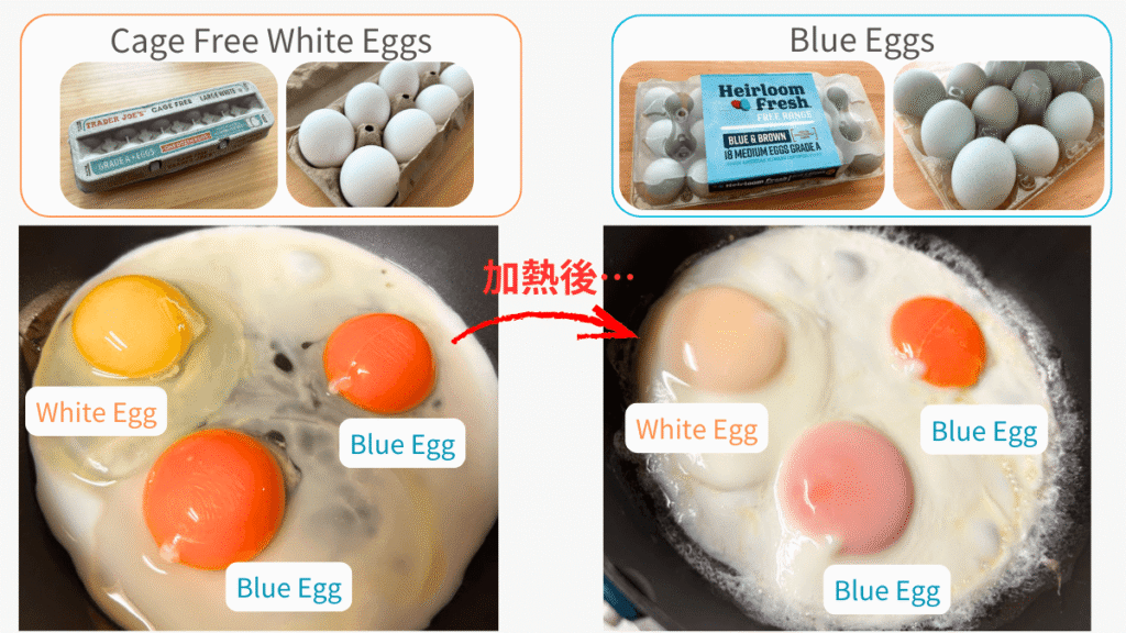 アメリカで手に入る青いタマゴ、黄身の色を比較！