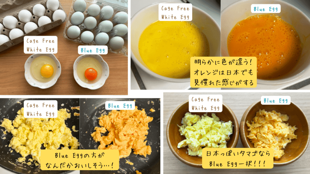 Blue Eggを実食レビュー・黄身の色を比較している様子